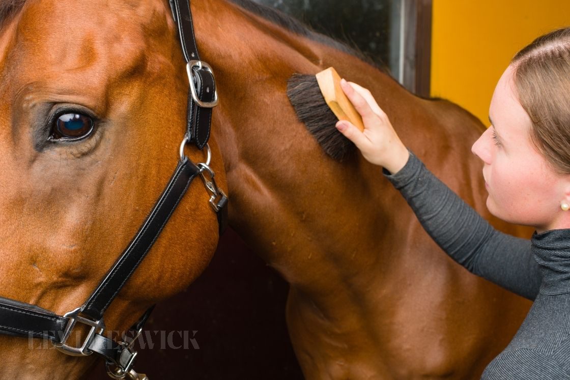 Important Tips for Taking Care of Horses