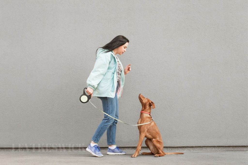 A Quick and Helpful Guide for First-Time Pet Owners