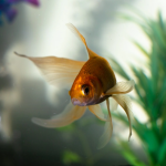 Useful Tips On How To Properly Take Care Of Goldfish