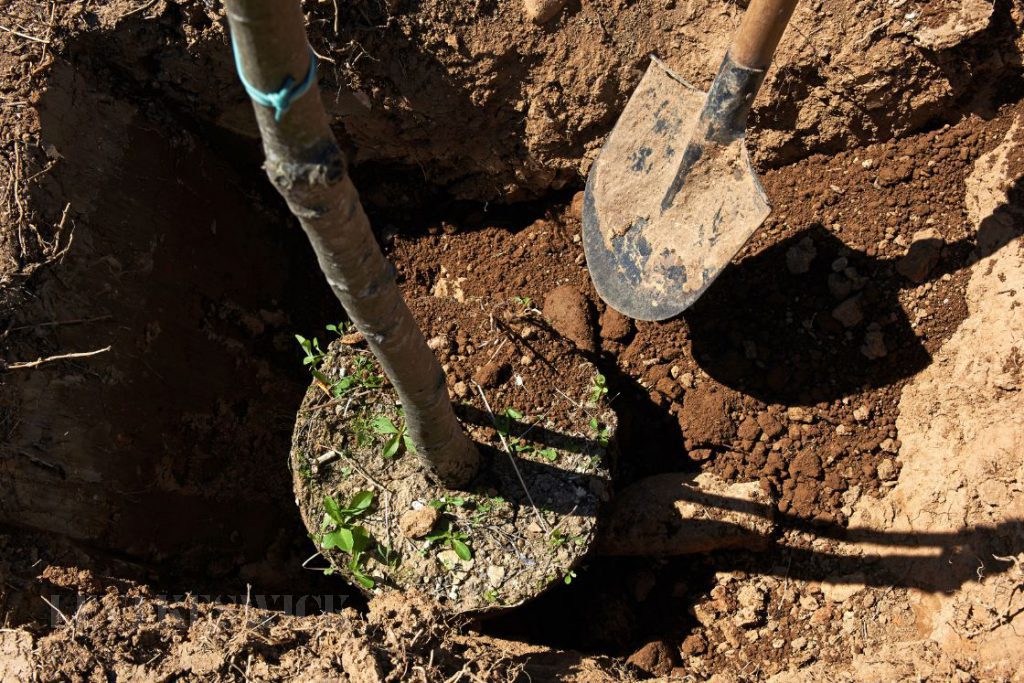 The Top 3 Mistakes We Make When Planting Trees