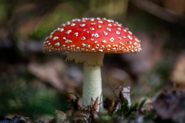 Sustainable Fungi: How Mushrooms Benefit Our World – Levi Keswick